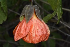 Callianthe darwinii