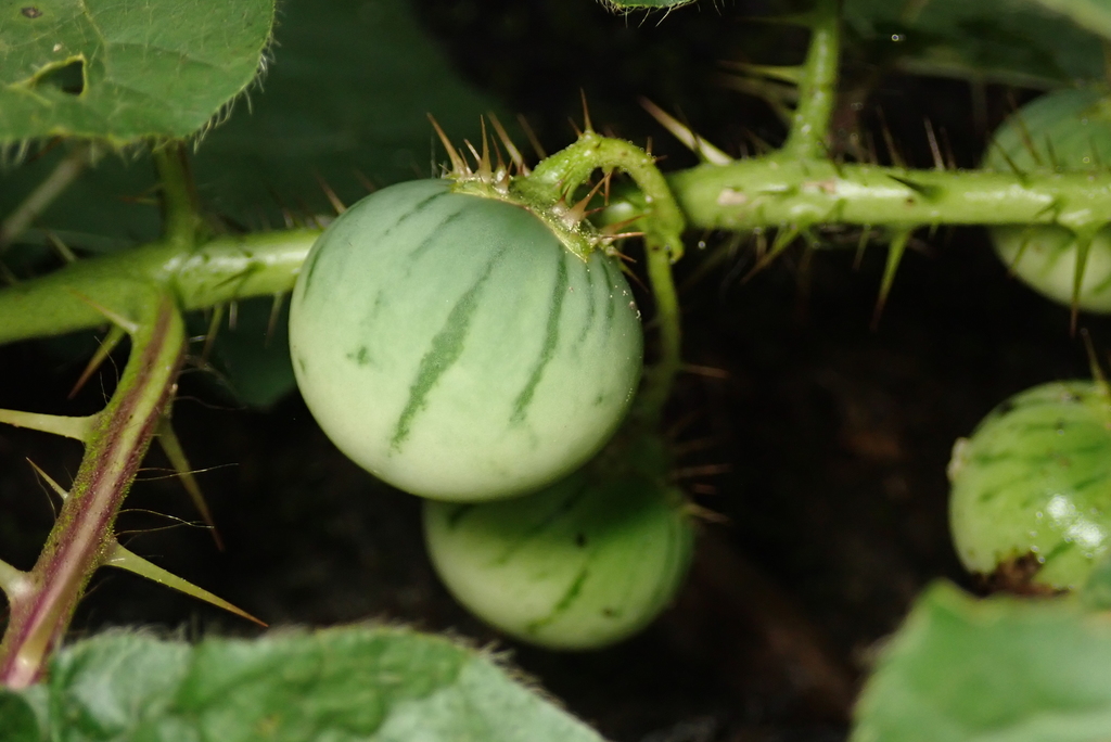 Melancia-da-praia (Solanum capsicoides)