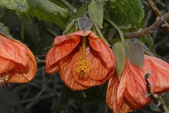 Callianthe darwinii