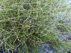 Anthochortus (Anthochortus)
