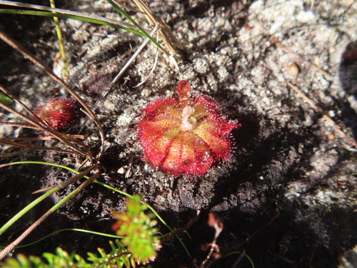 Australian sundew (Drosera aliciae)