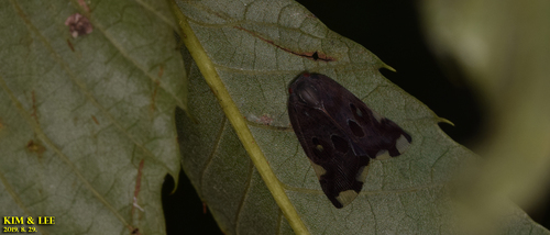 Black planthopper photo 3