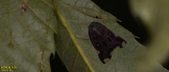 Ricania speculum