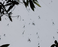 Trichonephila senegalensis