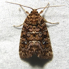 Callopistria granitosa