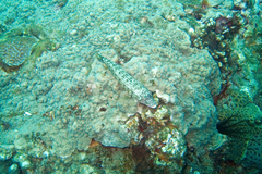 Parapercis clathrata