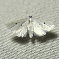 Leptosteges