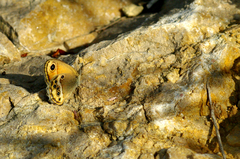 Coenonympha dorus