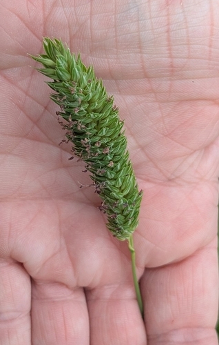 Image of Carolina Canarygrass (Phalaris caroliniana) by no rights reserved