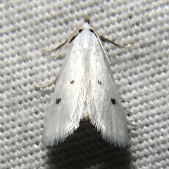 Leptosteges