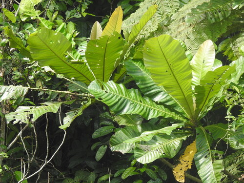 Campnosperma brevipetiolatum observed 2024-10-04
