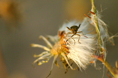 Stictopleurus punctatonervosus