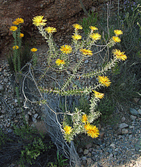 Oedera speciosa