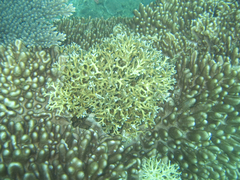 Seriatopora hystrix