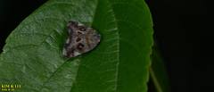 Ricania speculum