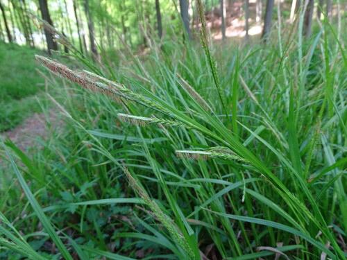 Image of Carex strigosa by (c) Grzegorz Grzejszczak, some rights reserved (CC BY-SA)