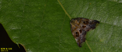 Ricania speculum