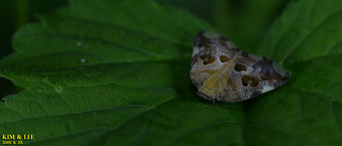 Black planthopper photo 5