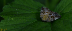 Ricania speculum
