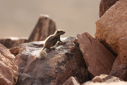 Barbary Ground Squirrel