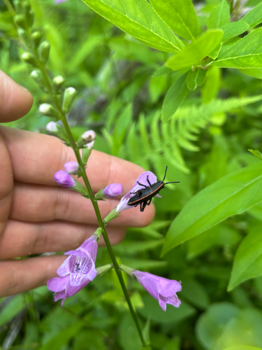 Physostegia leptophylla, photograph 6