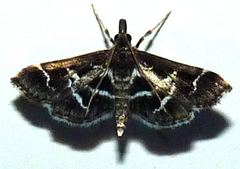 Diasemiodes janassialis