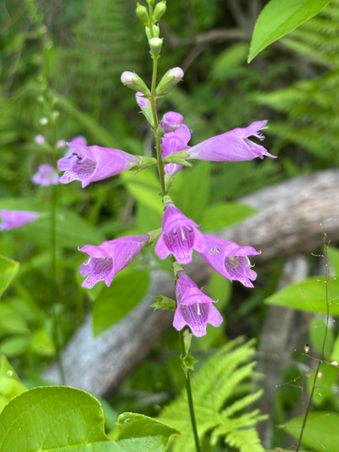 Physostegia leptophylla, photograph 5