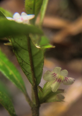 Lasiocladus rufopilus
