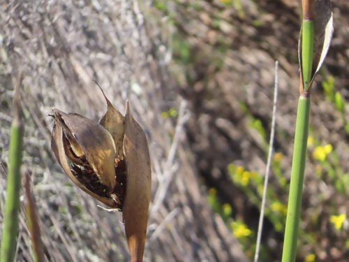 Image of Elegia mucronata by (c) linkie, some rights reserved (CC BY)