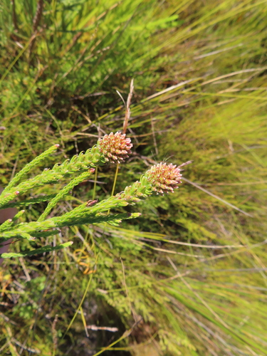 Brunia fragarioides (Brunia fragarioides)
