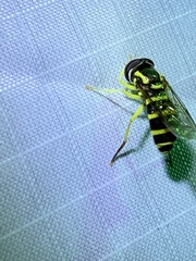 Xanthogramma flavipes