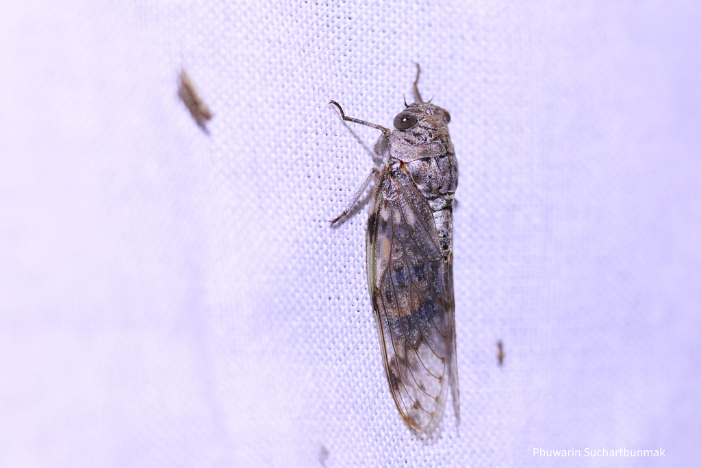 Asianopleura watsoni