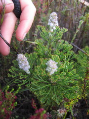 Paranomus abrotanifolius