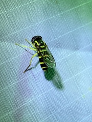 Xanthogramma flavipes