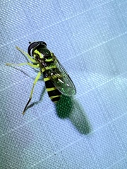 Xanthogramma flavipes