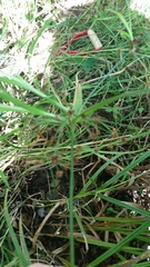 Scirpus polyphyllus