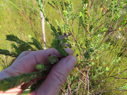 Image of Gnidia oppositifolia by (c) linkie, some rights reserved (CC BY)