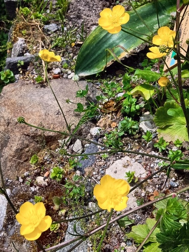 Naples Buttercup (Ranunculus neapolitanus)