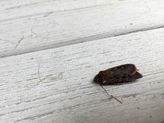 Pseudohermonassa tenuicula