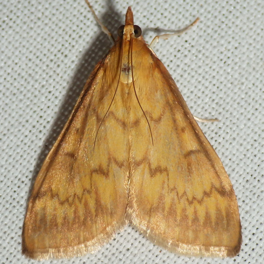 Ostrinia