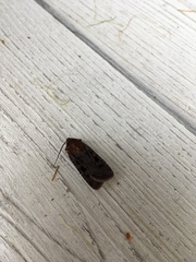 Pseudohermonassa tenuicula