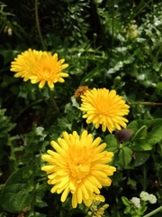 author not stated, no rights reserved Hyoseris lucida, photograph author not stated, no rights reserved