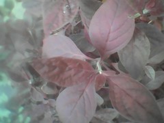 Iresine diffusa herbstii