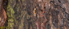 Svistella bifasciata