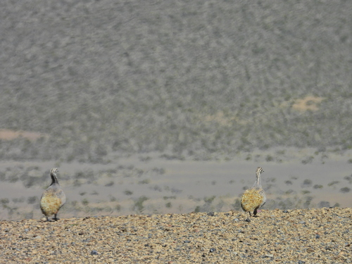 Puna Tinamou (Tinamotis pentlandii), photo 8