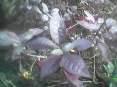 Iresine diffusa herbstii