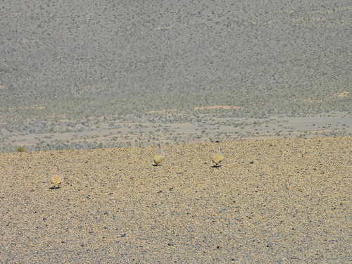 Puna Tinamou (Tinamotis pentlandii), photo 7