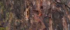 Svistella bifasciata
