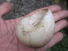 Ryssota otaheitana ovum