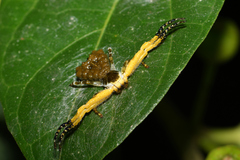 Phrynarachne ceylonica